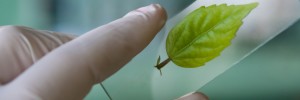 sustainable technology and development